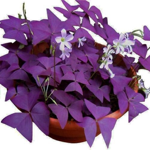 Purple Shamrocks Bulbs Good Luck Plant Oxalis Bulbs