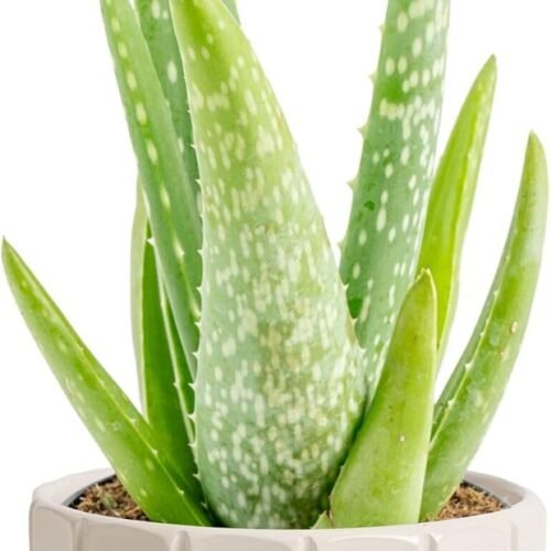 Aloe Vera Live Plant in Decorative Pot Air Purifying Succulent