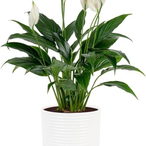 Live Plant in Decorative Pot Air Purifying Indoor Houseplant