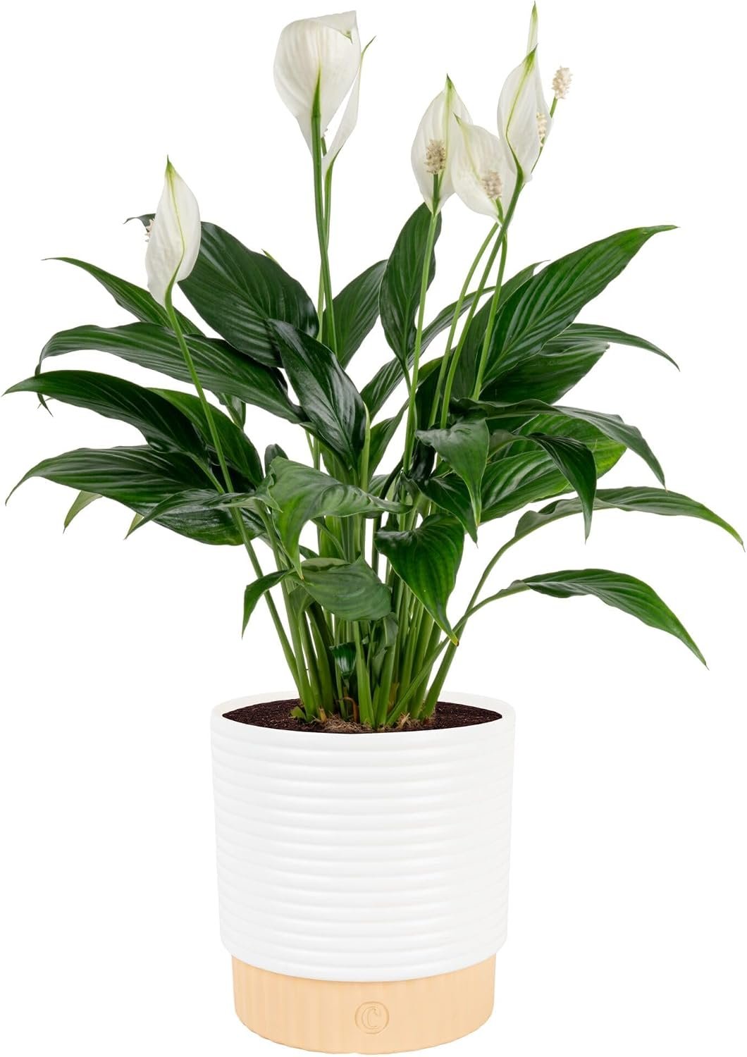 Live Plant in Decorative Pot Air Purifying Indoor Houseplant