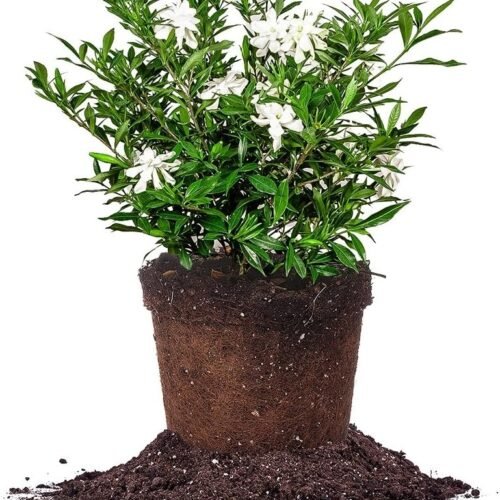 Frostproof Gardenia Live Plant