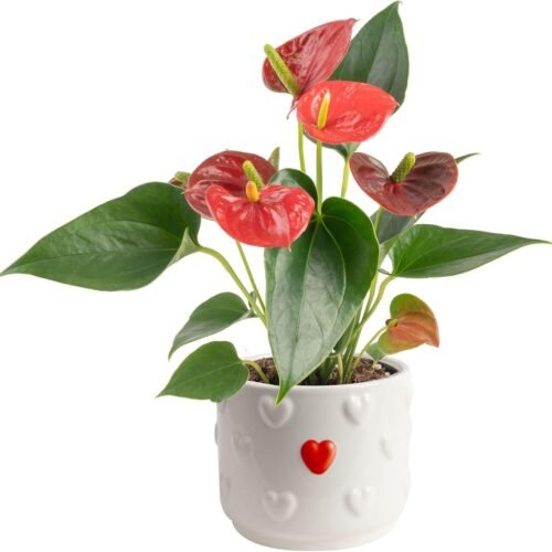 Live Flamingo Flower with Heart Shaped Blooms in Decorative Pot