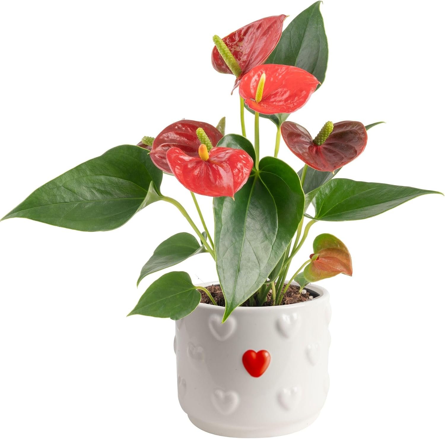 Live Flamingo Flower with Heart Shaped Blooms in Decorative Pot