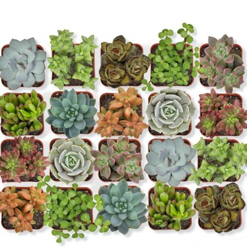 Live Succulent Plants Assorted Potted Succulents