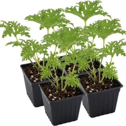 Live Pelargonium Citronella Scented Potted Plants