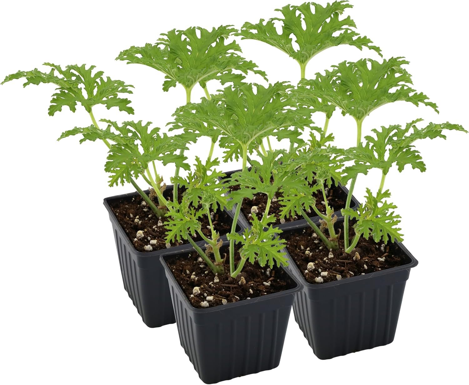 Live Pelargonium Citronella Scented Potted Plants